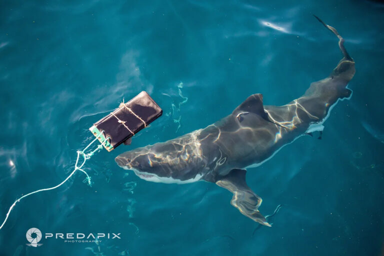 Scientists think that new bite-resistant wetsuits can reduce Haifit bite injuries